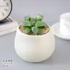Planta Suculenta Pequeña en Maceta de Jade Cristalino Sakura, Resistente a la Sequía de Interior, Fácil de Cuidar, Planta Decorativa de Hojas, Planta Verde Pequeña para Exhibición en Mesa, Linterna de Hielo, Linterna de Loto