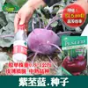 Semillas de Colirrábano Morado, Huertos Familiares, Piel Fina, Frutos Crujientes, Semillas de Colirrábano Morado, Semillas de Verduras al por Mayor