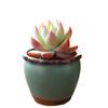 Vaso de Flor Carnuda Cerâmica Jardinagem Cerâmica Mini Novo Criativo Grés Casa Vintage Novo Vaso de Porcelana Vaso