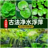 Plantas aquáticas lentilhas d'água, plantas de purificação tradicionais para aquário, esconderijo para tanque de tartaruga, jacinto d'água hidropônico, plantas aquáticas flutuantes para aquário