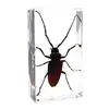 Espécimes de insetos reais: besouro-veado, escorpião, louva-a-deus, aranha. Presente de nicho para educação em ciências biológicas, ornamento de resina para comércio transfronteiriço