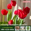 Resistencia al FríoTulipán Holandés Hidropónico Planta de Floración Cuatro Estaciones Planta Verde Flores en Maceta para Sala de Estar Apto para Principiantes