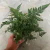 Plantas de Piedra Absorbente Plantas Verdes Piedra de Agua Acuaterrario Tanque de Selva Rocalla Paisajismo Musgo Helecho Micro-paisaje Plantas de Bonsái