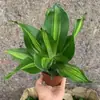Planta de Madeira de Ferro Iemenita Coração Dourado para Sala de Estar Interna e Mesa de Escritório, Sempre Verde, Purificadora de Ar, Absorvente de Formaldeído