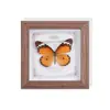 Especimen de Mariposa Real, Insecto Animal, Planta Rara, Mariposa Cola de Golondrina de Banda Verde, Pintura Decorativa para Sala de Estar, Dormitorio, Estudio