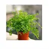 Peônia, Clorofito, Rabanete Verde, Hera, Planta de Contas de Buda em Forma de Coração com Borda Dourada, Clorofito, Plantas de Flores em Vaso para Varanda Interna, Frete Grátis