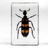 Resina de Venta Caliente Transfronteriza Muestras de Insectos Reales Araña Escorpión Saltamontes Regalo de Recompensa para Estudiantes de Primaria Regalo Artesanal