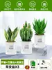 Ciudad sin Noche Planta de Aloe Vera en Maceta Planta Verde Purificadora de Aire de Interior Suculenta para Escritorio de Oficina Flor de Cuatro Estaciones Cactus Plántula de Aloe Vera