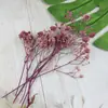 Pacote de Material DIY Flor Eterna 1g Gradiente Cabeça Grande Mosquitinho Estrela Milionária Buquê de Flores Secas Flor Eterna Flor Real