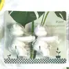 Amazon Villano de Plantas Soporte Hidropónico para Plantas Compañero de Propagación de Plantas Florero de Joyería