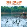 Pescado secado al aire, una especialidad de Hubei, carpa negra seca encurtida, carpa herbívora secada en granja, pescado salado seco, pescado curado, pescado plateado
