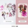 Flor Eterna Margarida gipsofila flor seca handmade diy saco de material de flor seca vela de aromaterapia DIY material decorativo em relevo