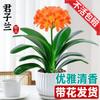 Dropshipping Clivia Plántulas en Maceta con Capullos Plantas de Flor Interior Tesoro Nacional Gigante Caro
