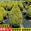 Ligustro Brilhante em Forma de Torre Ligustro Brilhante Cônico Para Pátio Varanda Canteiro de Flores Camada Média Planta Perene Todas as Estações Resistente ao Calor e ao Frio