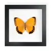 Mariposa Real, Especie Preciosa de Verano, Mariposa Rara, Mariposa Pequeña de Cinta Verde, Adorno de Escritorio, Espécimen de Regalo, Pintura Decorativa, Espécimen de Mariposa