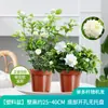 Planta de Semillero de Jazmín Cabeza de Tigre en Maceta Sala de Estar Doble Pétalo Espécimen Antiguo Fragancia Fuerte Gardenia Jiulixiang Planta Fácil de Cultivar en Cuatro Estaciones Planta Verde