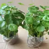 Venta Dropshipping de Plantas Hidropónicas de Centella Asiática Flores en Maceta para Interiores Oficina Escritorio Plantas Verdes Perennes Durante Todo el Año para Purificación