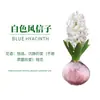 Venta al por mayor de fábrica Bulbos de jacinto Set hidropónico con botella Flores de cultivo en agua de invierno Plantas en maceta resistentes al frío Interior/Exterior