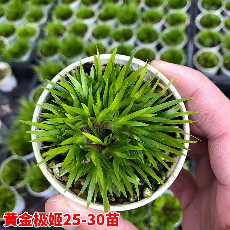 极姬25