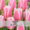 Venta al por mayor en stock de bulbos de tulipán, variedad de pétalo simple, 1 bulbo, bulbos de 5 grados, flores de interior en maceta, florece todas las estaciones, fácil de cuidar