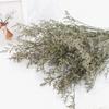 Flor eterna para amantes de la hierba, flores secas frescas para el día de San Valentín, flores eternas secas, material para flores, accesorios para fotografía de flores a juego