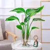 Ave del Paraíso Hidropónica en Maceta Escritorio Follaje Nórdico Planta Perenne Todo el Año Interior Hoja Grande Cultivo en Agua Tolerante a la Sombra Sala de Estar