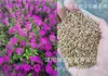 180 Variedades de Sementes de Flores Não Repetitivas, Fáceis de Cultivar em Todas as Estações, Podem Afastar Mosquitos, Adequadas para Varandas Internas e Externas, Distribuição Transfronteiriça