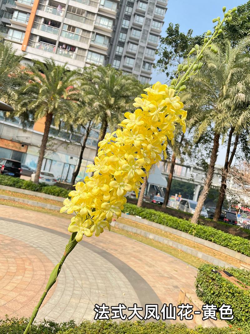 法式大凤仙花-黄色