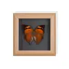 Set de Regalo con Espécimen de Mariposa Real, Mariposa Cola de Golondrina de Ojos Azules, Decoración 3D para Mujer, Regalo para Amigos, Materiales Didácticos, Marco de Fotos