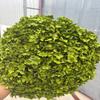 Yunnan Absorvendo Cor Única Anna Hortênsia Flor Eterna Flores Secas Produtos Flor Artificial Decoração de Casa Presentes