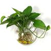Maceta Acrílica de Pared Hidropónica para Pothos, Botella, Colgante de Pared, Pecera, Decoración de Pared, Restaurante, Sala de Estar, Pared de Fondo, Maceta