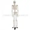 Modelo de Esqueleto Humano de Cuerpo Completo de 85 cm Modelo Médico Yr/A1002