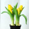 Bonsái de Tulipán Simulado Proyecto de Decoración de Interiores para el Hogar Plantas Verdes Flor Plantas en Maceta Pared de Plantas Simuladas Flores Falsas al por Mayor