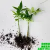 Árbol del Dinero Cinco Bendiciones Tallo Único Plántulas Divertidas Plantas de Interior en Maceta Cultivo Hidropónico en Tierra Plantas Verdes Plantas en Maceta