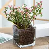 Plantas hidropónicas, Reina Ruyi, plantas en maceta, potos, plantas de interior, gardenia, palma roja, rojo auspicioso, flores verde jade