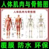 Gráfico do Esqueleto Humano, Gráfico de Órgãos e Estrutura Interna, Pôster, Ilustração da Coluna Vertebral, Gráfico de Anatomia da Distribuição Muscular, Arte de Parede