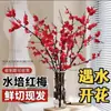 Ciruela roja flor de ciruelo ramas frescas ramas secas hidropónicas flor de ciruelo perla florece en agua buena para cultivar en interiores flor de ciruelo hidropónica resistente al frío resistente al calor