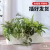 Simulación Planta Verde Paisajismo Maceta de Flores Divisor de Piso Floristería Artística Paisaje de Plantas Combinación de Macetas de Flores Planta en Maceta Artificial Bonsái Decoración