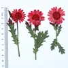 Flores Secas com Galhos, Crisântemos e Margaridas Prensados, Kit de Material para Abajur de Mesa com Flores Prensadas, Marcador de Página de Flores Naturais, Espécime de Planta em Resina