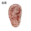 Al por mayor 10 cm modelo de auricular modelo de oreja oreja oreja área refleja de la oreja punto de acupuntura masaje letras claras referencia de medicina china