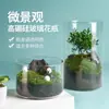 Celebridade Popular da Internet Vaso de Vidro Peixe Ornamental Hidropônico Pote Ecológico de Vidro Micro Paisagem DIY Sala de Estar Vaso Ins Atacado