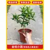 Plántulas de Árbol de Kumquat, Plantas en Maceta, Comestible con Piel Crujiente, Naranjas de Cuatro Estaciones, Flores de Interior y Plantas Verdes para la Sala de Estar, Enviado con Fruta