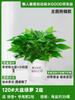 Kudzu de Folha Larga com Manchas Prateadas Planta Verde Hidropônica Suspensa de Folha Pequena Trepadeira Longa Flor Pothos Absorve Formaldeído Planta de Vaso para Mesa de Escritório