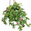 Clorofito Peonía con Capullos Planta Colgante en Maceta Planta de Interior Balcón Florece en Todas las Estaciones para Purificar el Aire y Absorber Formaldehído Plantas Verdes
