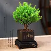 Bonsái de Nanmu Rojo de Hojas Pequeñas Planta en Maceta de Tocón Viejo Flores de Interior para Oficina Planta Verde Perenne de Escritorio Fácil de Cultivar