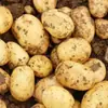 Patatas Ricas en Selenio de Enshi, Patatas de Alta Montaña, Patatas Frescas de Pulpa Amarilla, Cultivadas en Granja, Ecológicas, Saludables, Venta Directa en Amazon