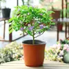 Mudas de Jasmim em Vaso de Flores Dobradas, Forte Aroma para Varanda Interna com Botões, Plantas Floríferas Fáceis de Cultivar que Florescem em Todas as Estações