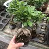 Plantas de Piedra Absorbente Plantas Verdes Piedra de Agua Acuaterrario Tanque de Selva Rocalla Paisajismo Musgo Helecho Micro-paisaje Plantas de Bonsái