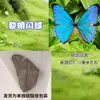 Especímenes de Mariposas Reales para Práctica, Mariposas Originales con Alas Sin Abrir, Materiales DIY para Espécimenes de Insectos, Mariposas Monarca, Insectos Originales, Mariposas Cola de Golondrina