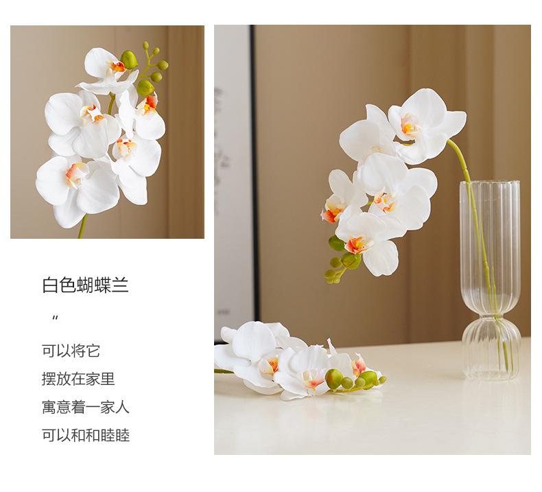 洛尘五头蝴蝶兰_08.jpg